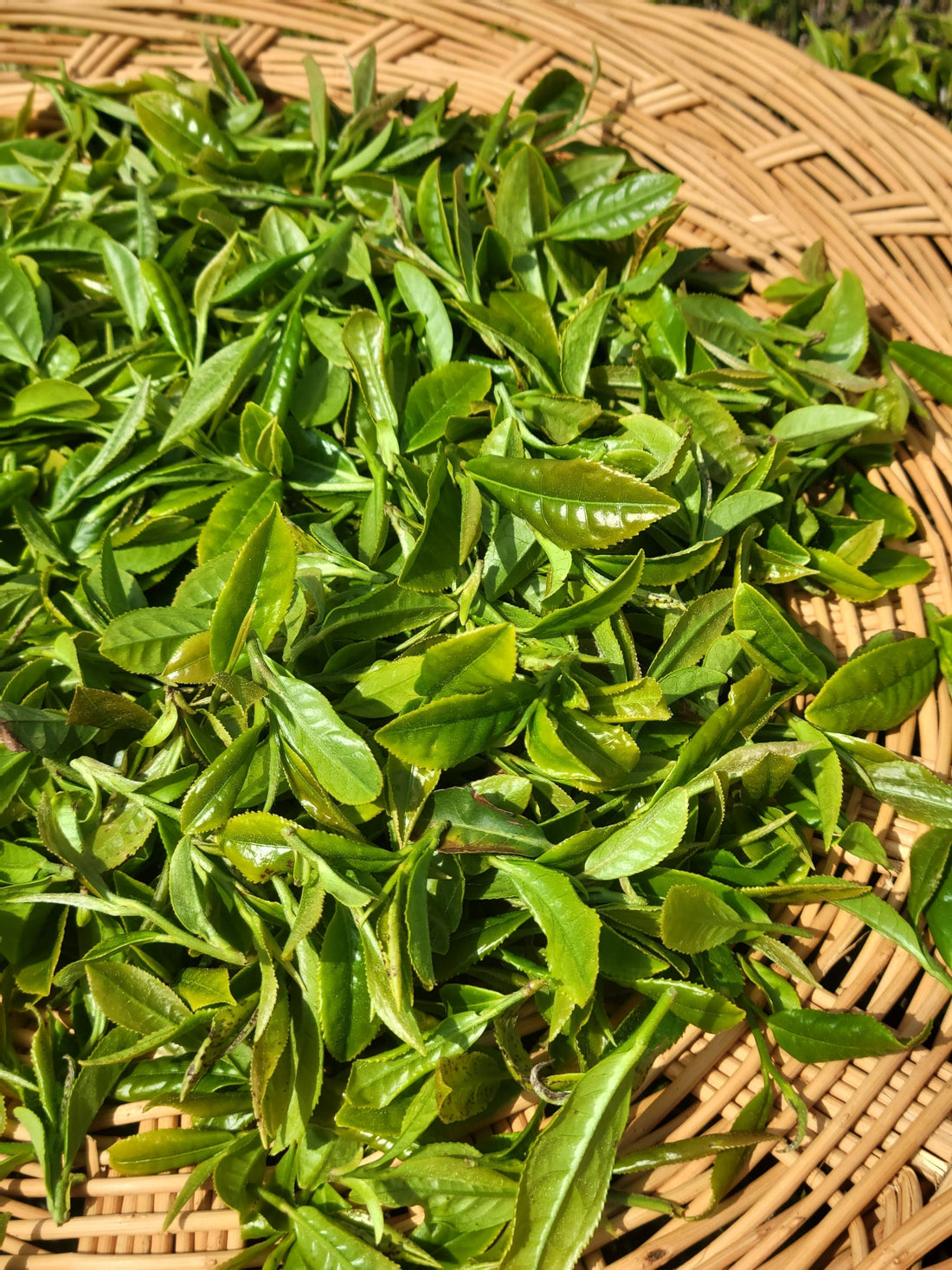 Jaksul 101 – Does Size Matter?