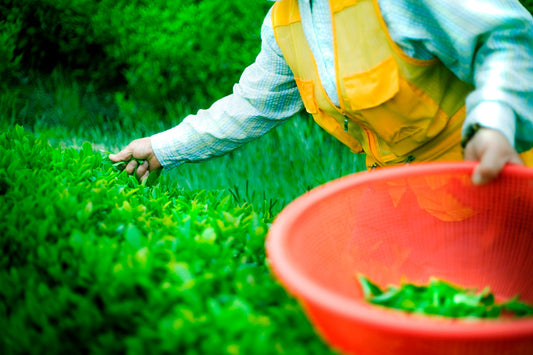 harvesting green tea in Honam Tea Estates
