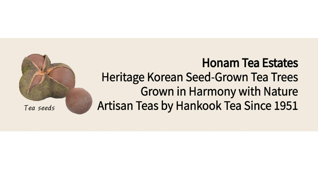 Jae-Rae-Jong, Heritage Korean Seed-Grown Tea Trees