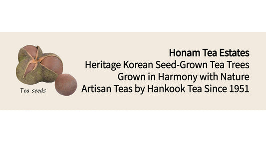 Jae-Rae-Jong, Heritage Korean Seed-Grown Tea Trees