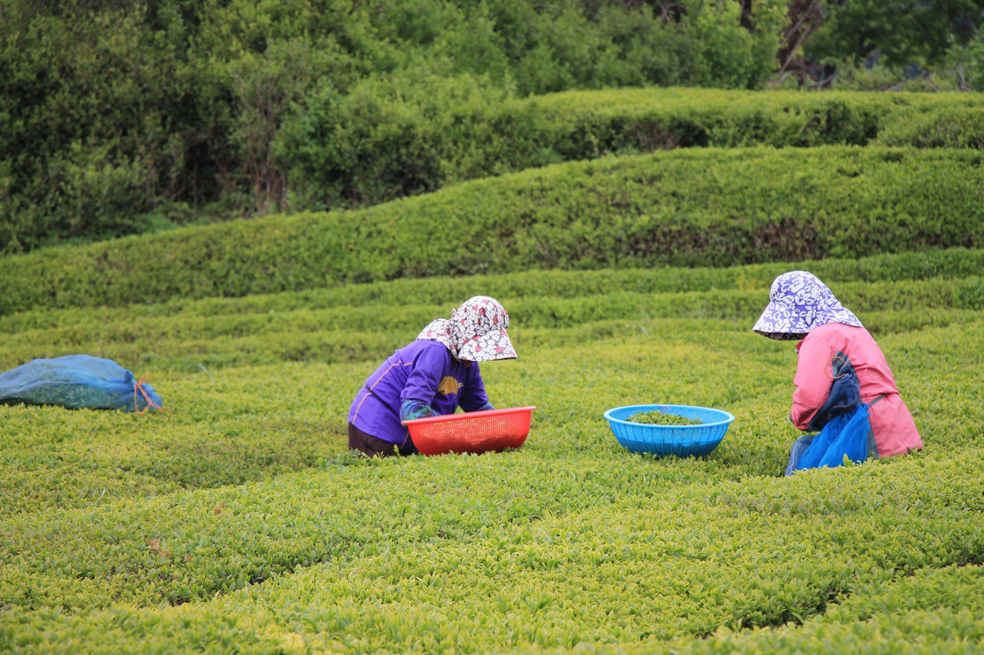 Tea Farming: Raise it Right