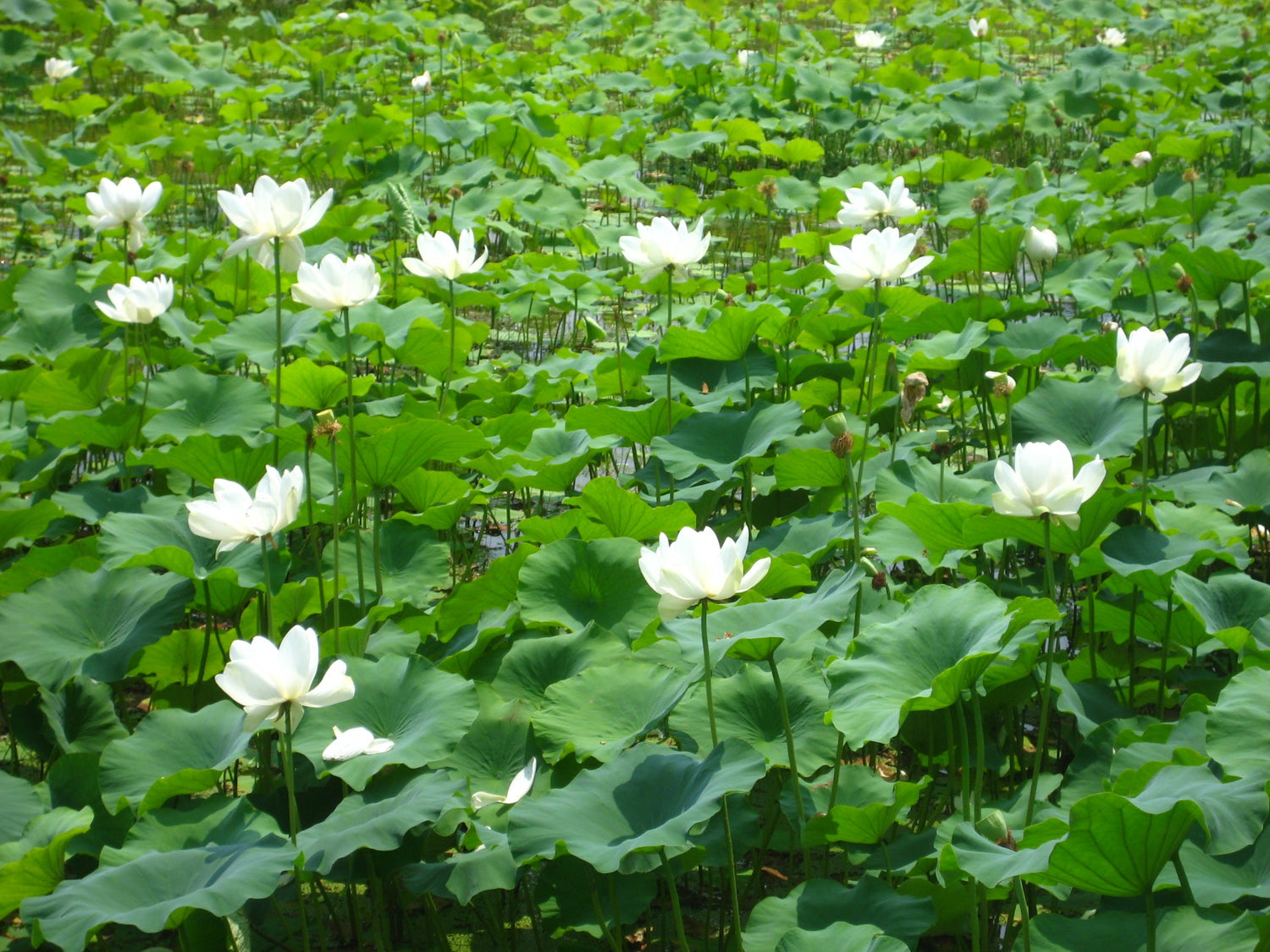 [BULK] Herbal Tisane (caffeine free)