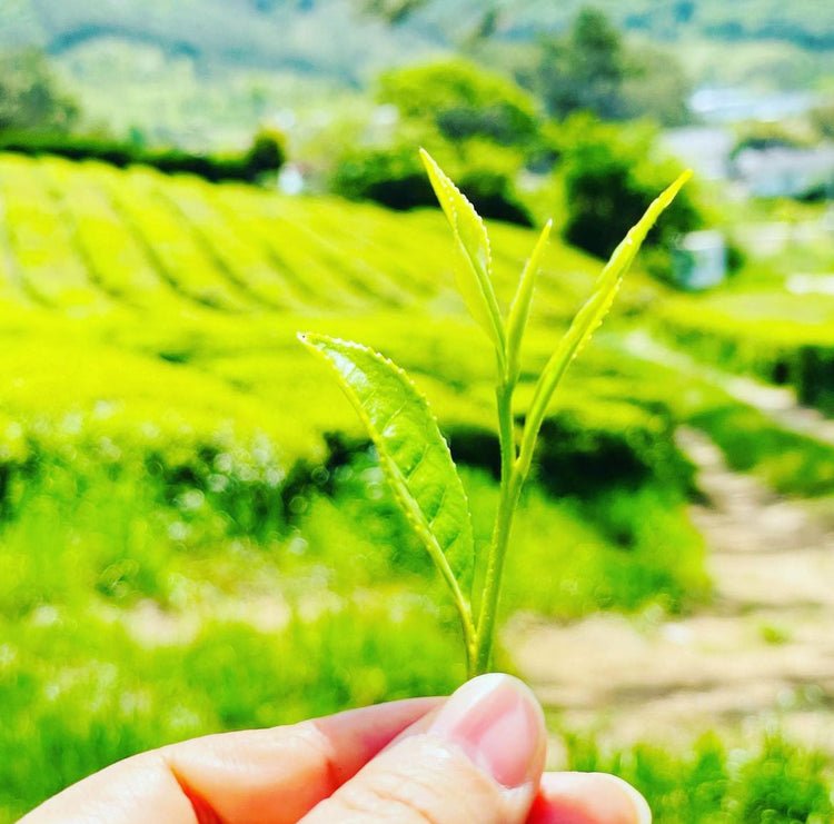 [BULK] Tea (camellia sinensis)